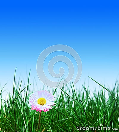 hierba-verde-flor-y-cielo-azul-thumb9448889.jpg