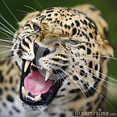 leopardo-de-amur-thumb16410483.jpg